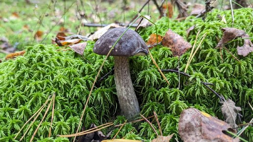 Подберёзовик разноцветный (Leccinum variicolor). Как выглядит гриб на месте произрастания.