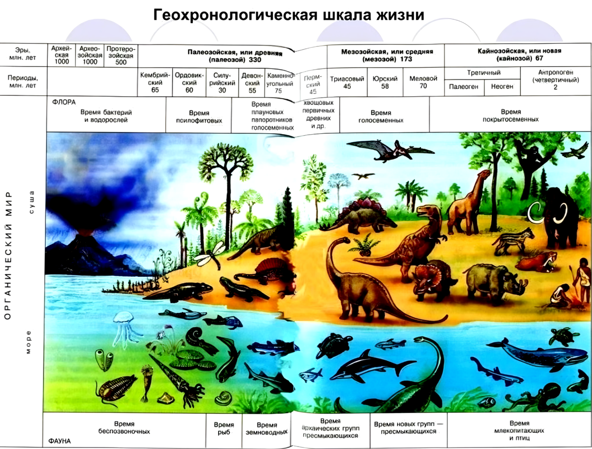 Бурное развитие жизни на суше вызвано. Геохронологическая Кайнозой. Геохронологическая шкала палеонтология. Геохронологическая шкала эры периоды.