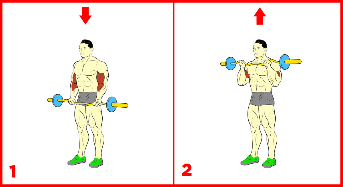 сколько упражнений нужно на бицепс. программа тренировок на бицепс. схема накачки бицепса. как накачать бицепс в домашних условиях с гантелями. жим зоттмана.