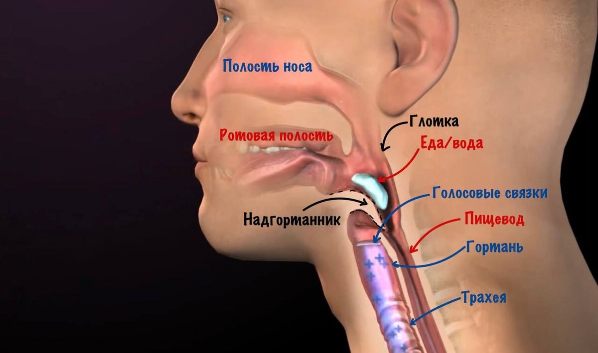 Акт глотания 