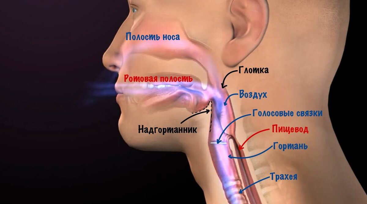 Акт дыхания