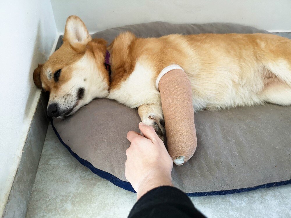 Собака хромает на переднюю лапу без видимых. Собака хромает на переднюю лапу без видимых. Немецкая овчарка на задних лапах. Кондиция тела собаки. Собака хромает на переднюю лапу без видимых.