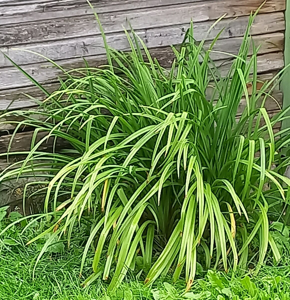 С этого лилейника всё и началось.