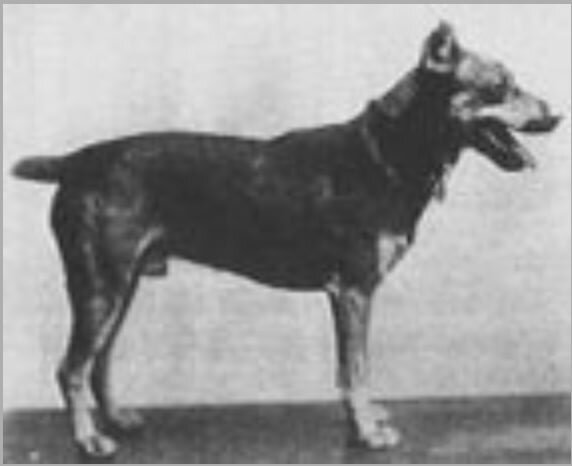 Немецкий пинчер