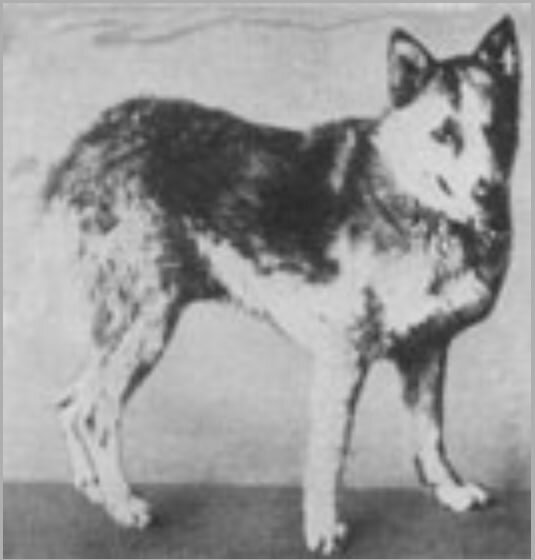 Тюрингерская овчарка