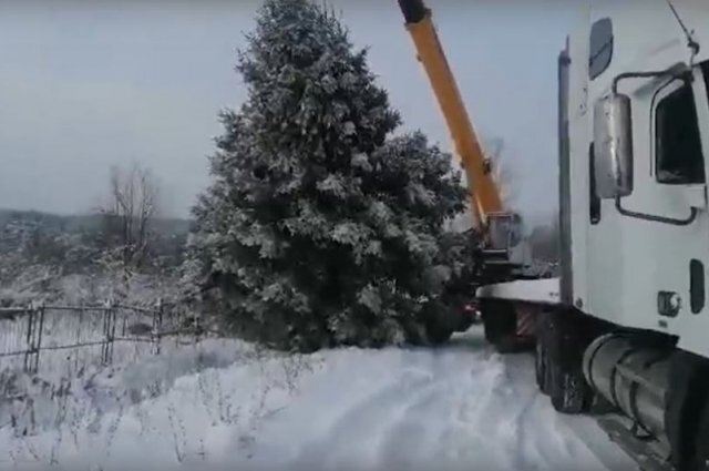   Чем закончилась история с «украденной» ёлкой в Челябинской области?