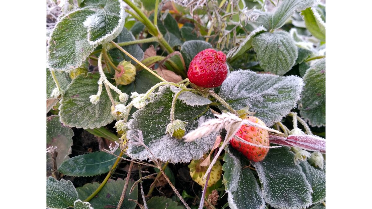 На даче - заморозки 