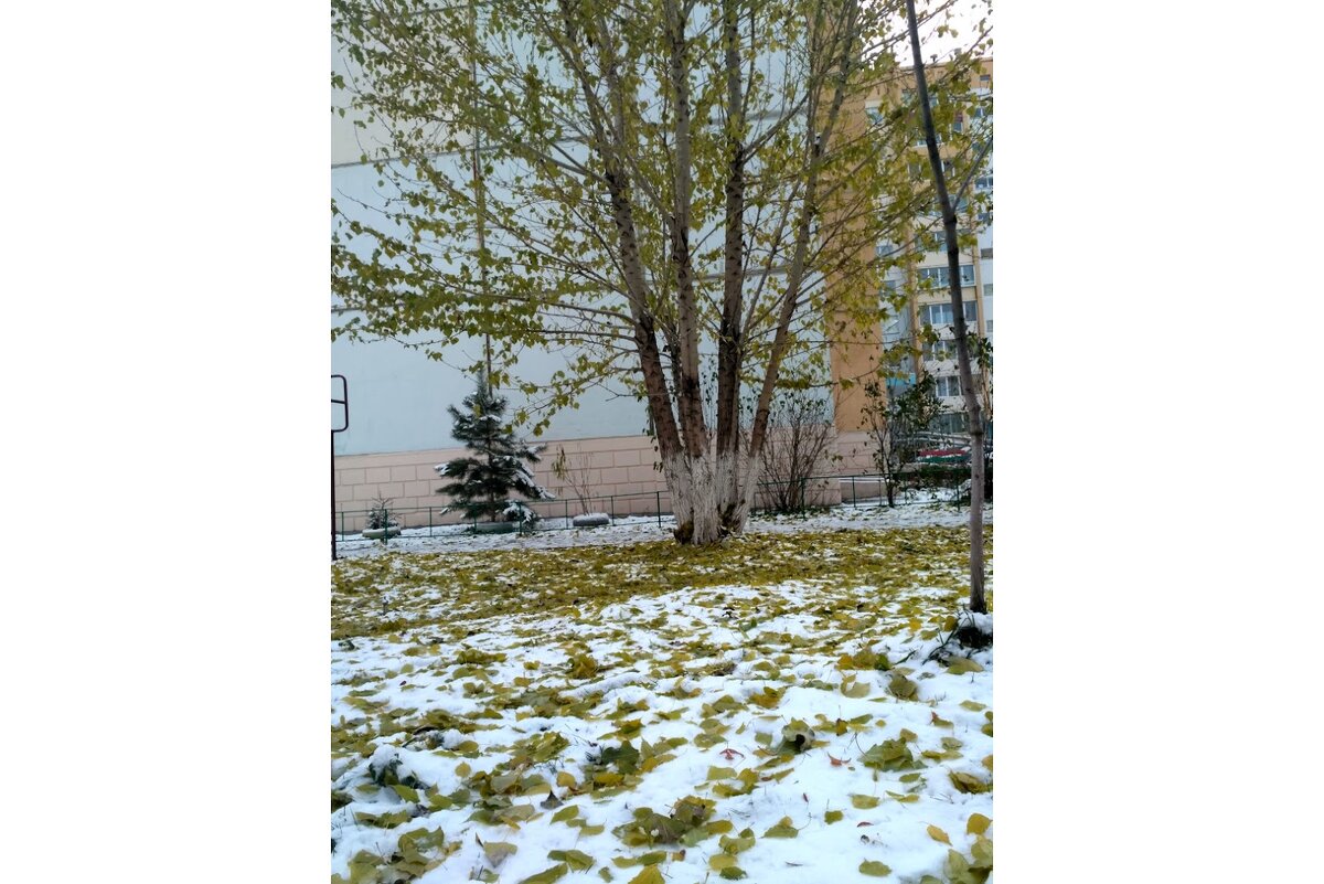 Первый снег