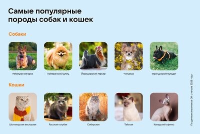    ОК и «Чек Индекс» компании «Платформа ОФД» выяснили, какие питомцы наиболее популярны среди российских пользователей © Пресс-служба «Одноклассников»
