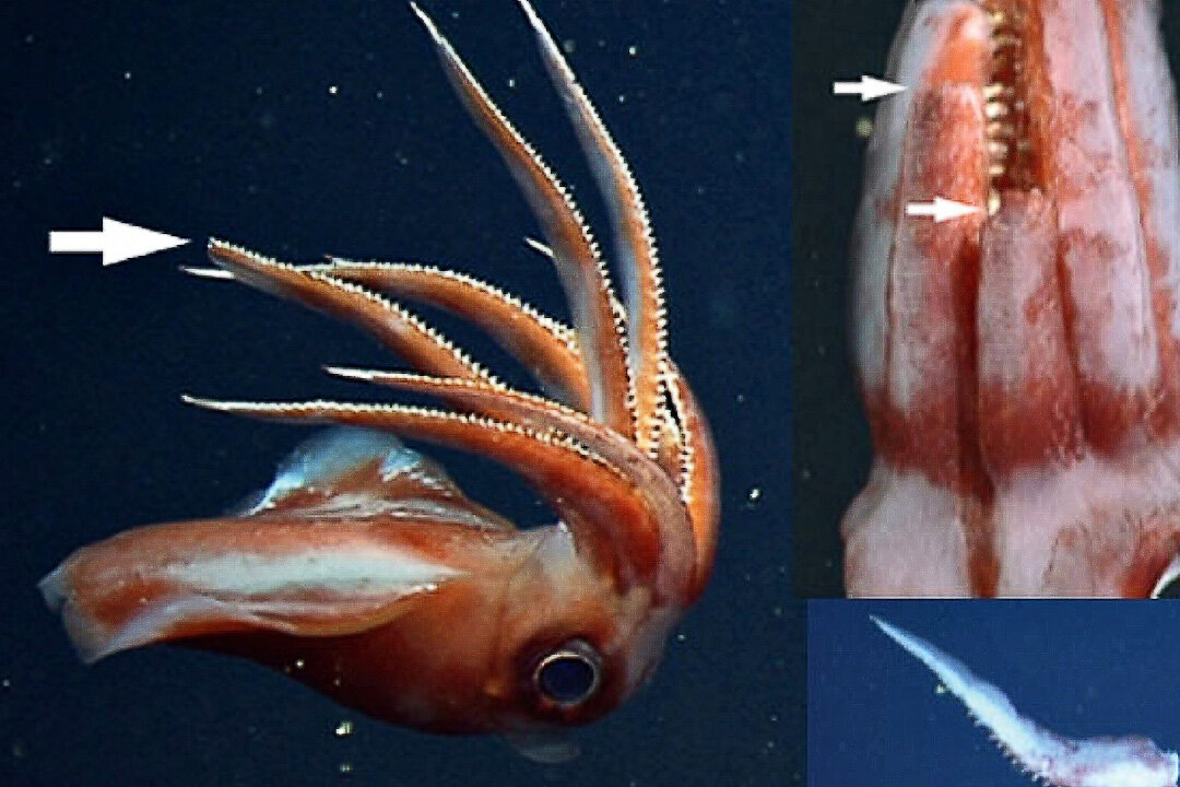 Octopoteuthis deletron. Кальмарам octopoteuthis deletron. Спаривание кальмаров. Размножение кальмаров.