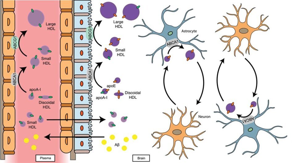   Hussein N. Yassine et al. / Alzheimer's & Dementia, 2022