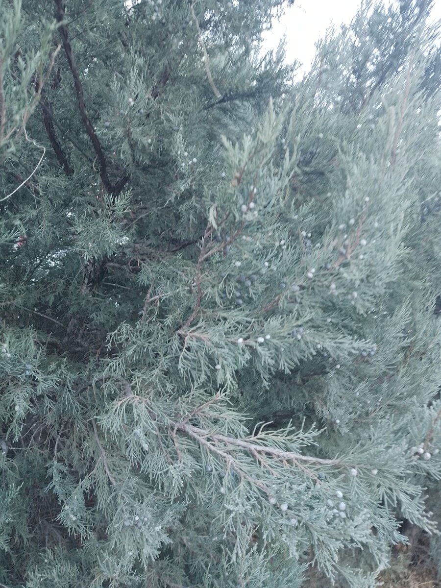 Фото Расула. Красивое дерево. 