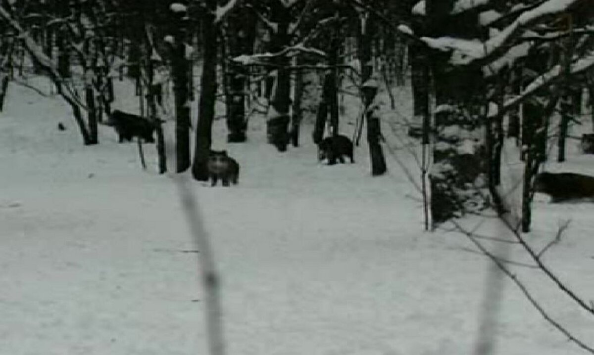    Эпидзоотическая ситуация в Курской области остаётся сложной