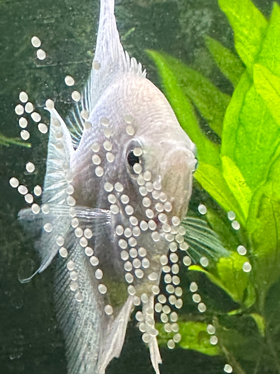 Икринки выкладываются рядами.