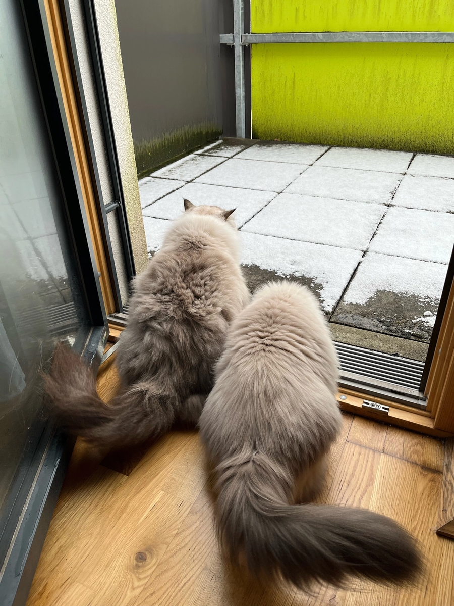 Катюша и Маруся. Фото Маттиаса