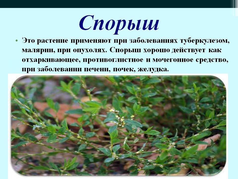 Лечебная трава спорыш фото