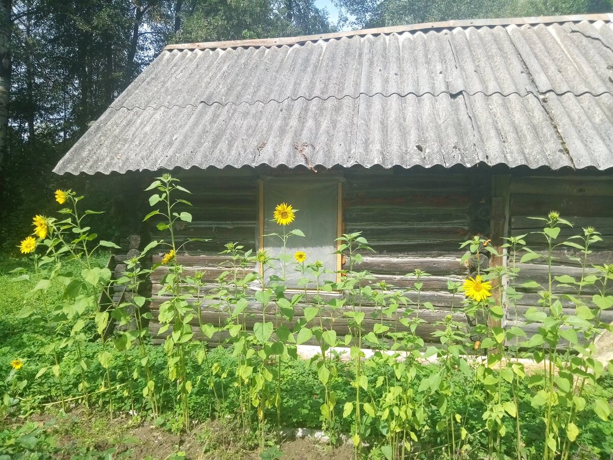 Это не Летний, и не Александровский сад, а моя баня в деревне. А где я сейчас возьму фото сада- специально ехать на ""Площадь революции" прикажете?