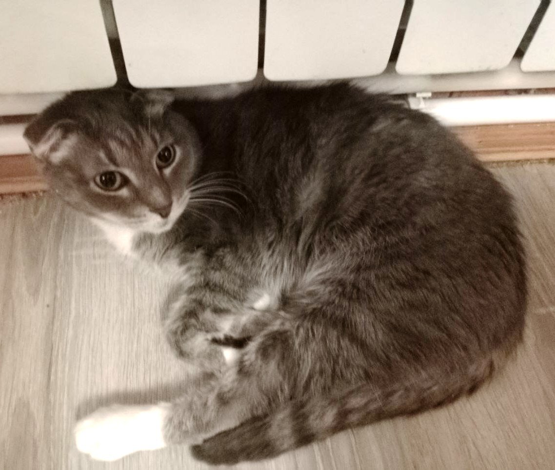 Скива. Самое популярное место в доме. Фото из домашнего архива