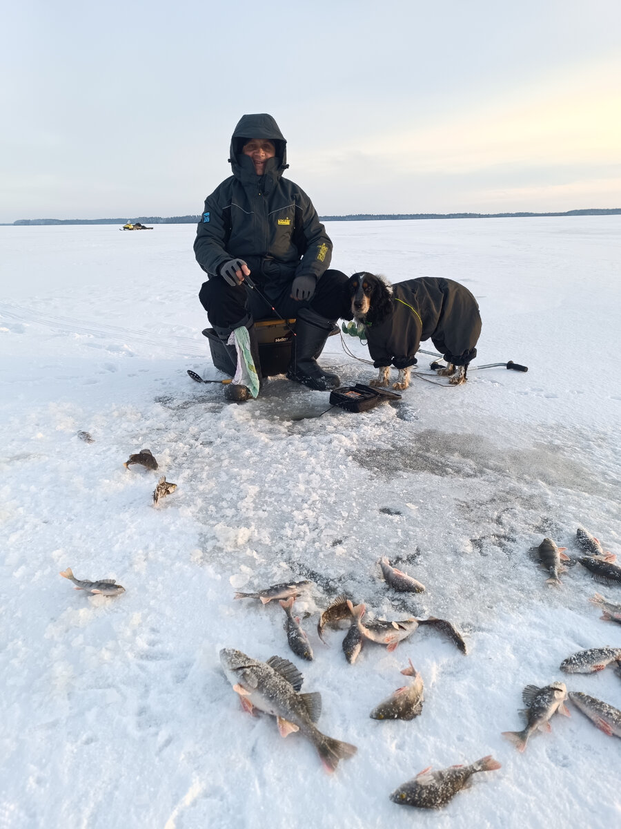  Много мелкого окуня