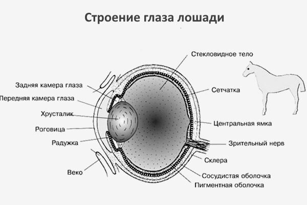 Болезни глаз у лошадей | Причины, симптомы, лечение | Zoo-Vision