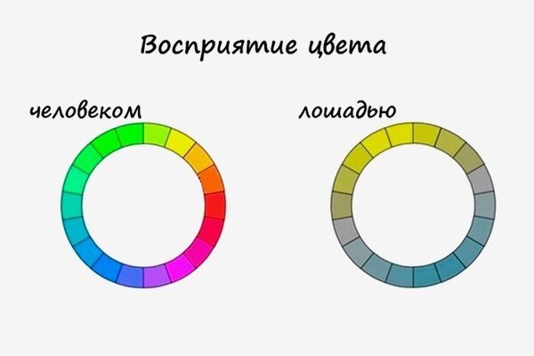 Современные методы терапии глаза. Лечение внутриглазного воспаления у лошадей - Зооинформ