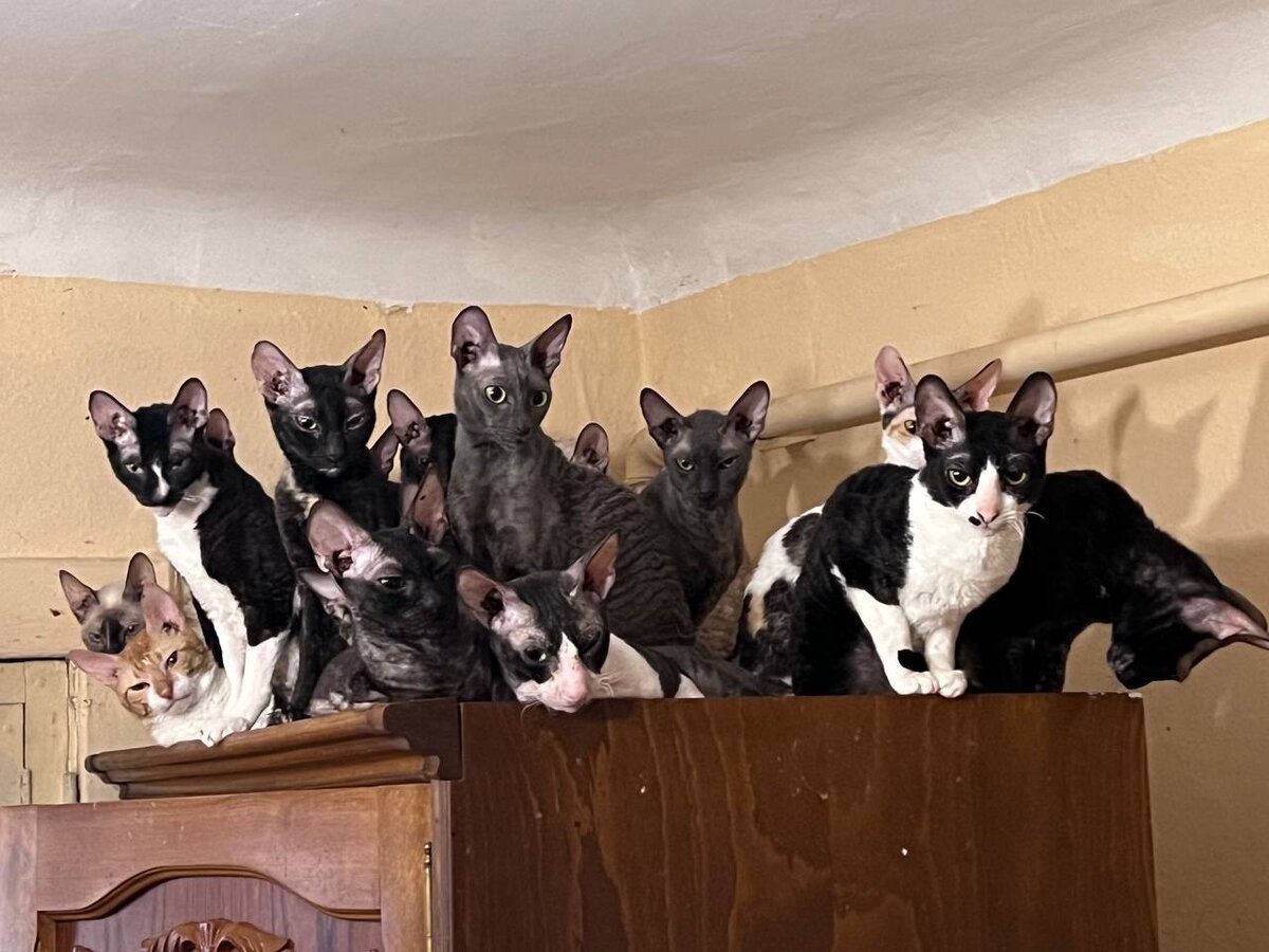 Вот такой вот кудрявый букет! Выглядит, как рай, если не знать историю...