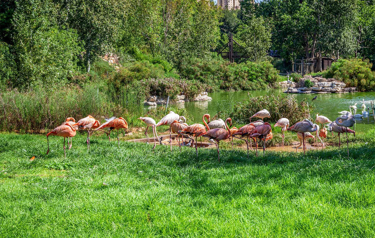 Розовые фламинго (Источник: https://www.jerusalemzoo.org.il/)