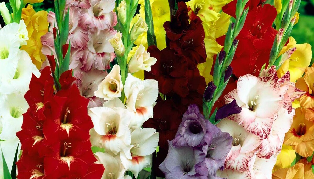 Цветы гладиолусы