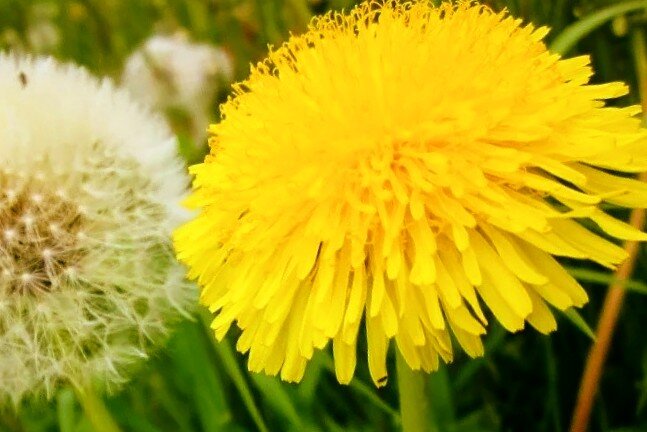 Одуванчик