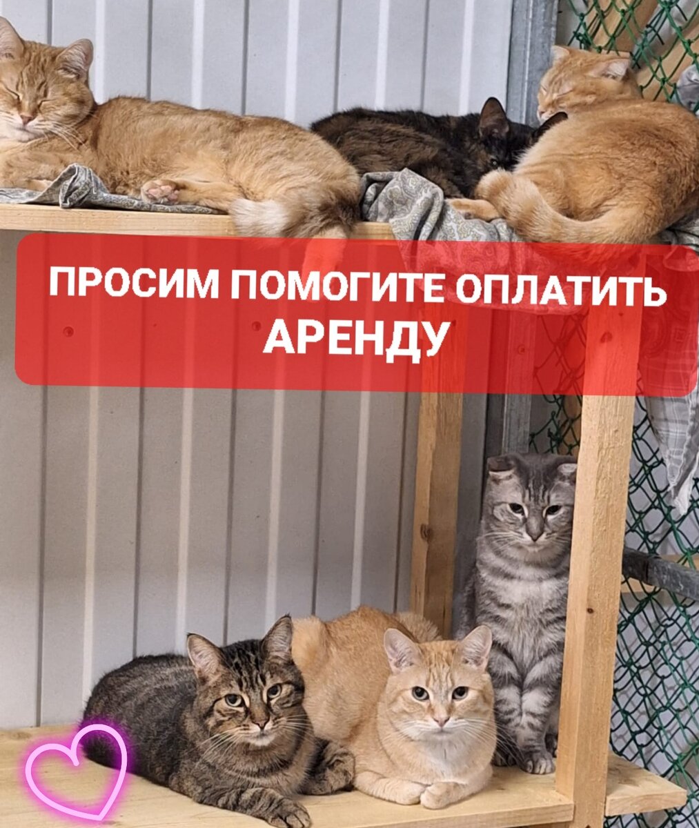 На фото: внизу Никита, Марсель и Чаудер вверху Скарлет, Сигнал и Ватрушка.