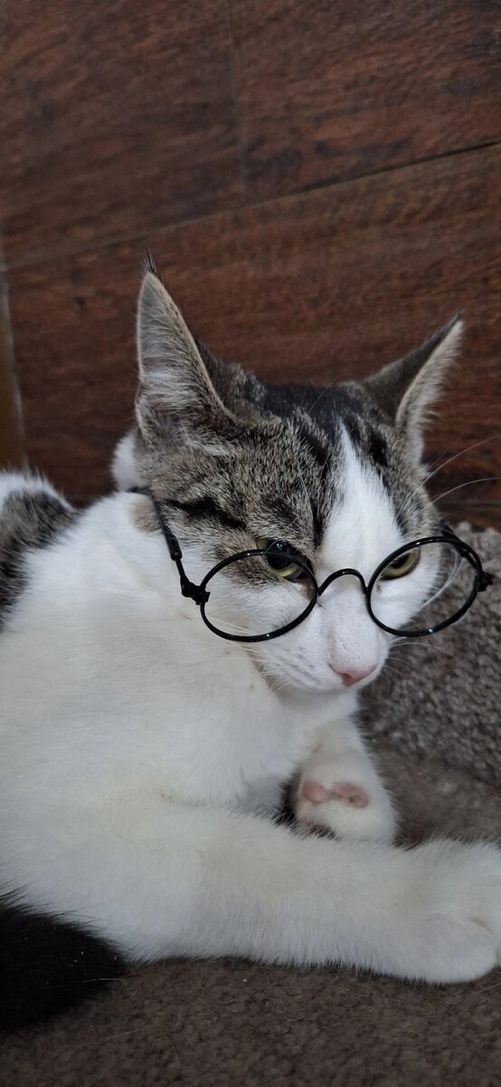 Астольфо. ( Лужин) котик ещё не обрёл своего дома. 