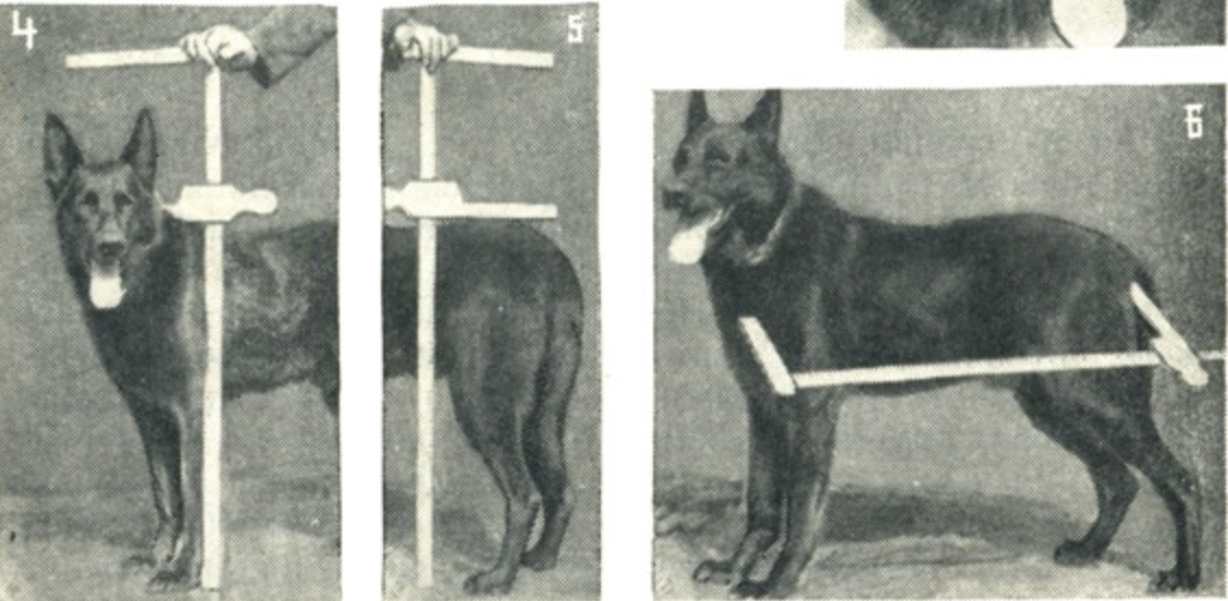 Изображение и цитата из книги А. П. Мазовера. Нас интересуют №4 - измерение высоты в холке; и №6 - измерение косой длины туловища;
"При вертикальных промерах (высота в холке), если промер производят палкой (ростомером), надо следить, чтобы, она стояла строго вертикально; 

При измерении косой длины туловища сначала устанавливают неподвижный конец прибора впереди плечелопаточного сочленения, а затем уже осторожно подводят подвижную планку к седалищному бугру. При резком движении и толчке по заду собака обычно горбит спину, что делает промер недостаточно точным и уменьшенным".