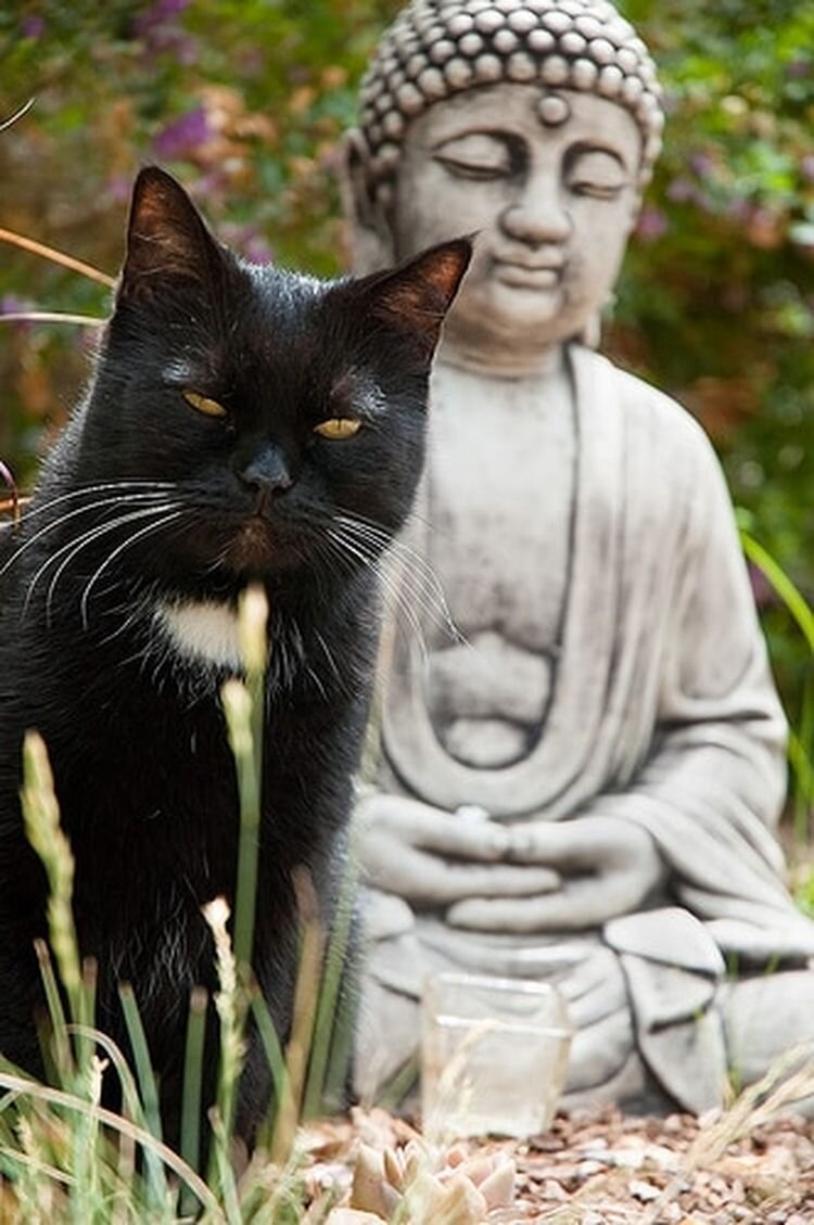 Вот у кого Будда научился созерцанию