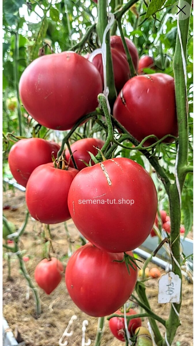 Томат Задница обезьяны фото на кусту. Из нашего каталога https://semena-tut.shop/tproduct/496731002-738803257901-tomat-zadnitsa-obezyani-monkey-ass