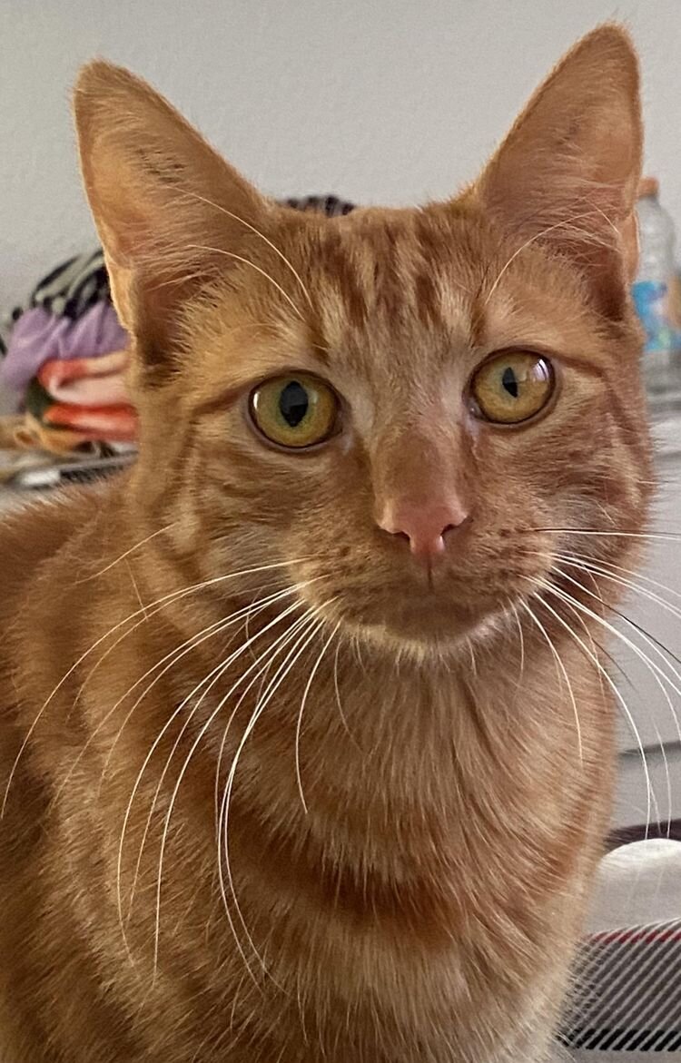 Источник: https://www.reddit.com/r/cats/comments/11lrd25/woke_up_to_our_kitty_having_two_different_sized