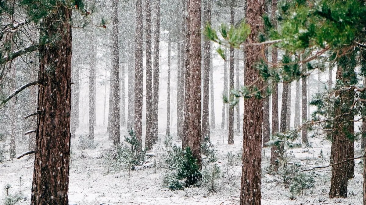 1 декабря - день святых Платона и Романа. Фото: pxhere.com