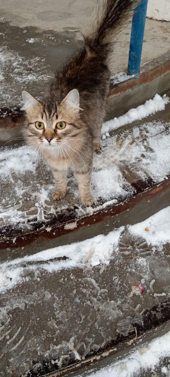 Может Вы захотите приютить это сокровище? В городе у нас она никому не приглянулась...