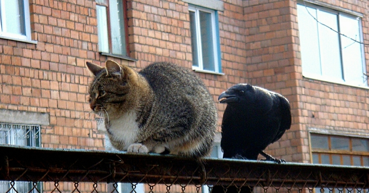 Кошка дразнит собаку. Кот и ворона. Вороны и коты. Кот с вороной. Кот и ворон.