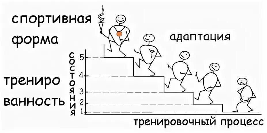 Спортивная адаптация. Адаптация в спорте. Срочная адаптация в спорте. Этапы адаптации в спорте. Стадии срочной адаптации в спорте.