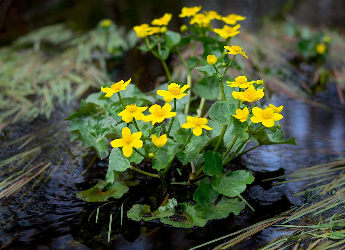 Источник фото: prorastet.ru