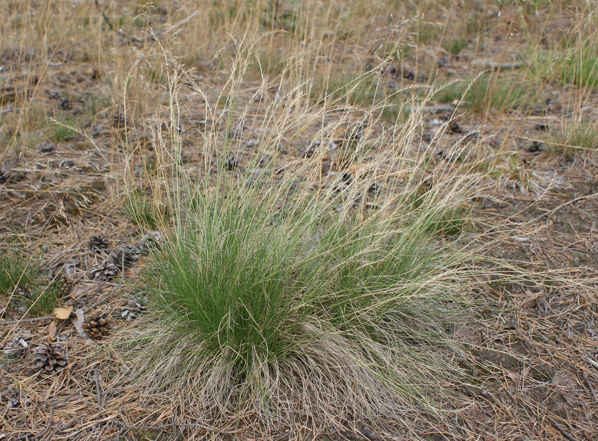 Белоус торчащий. Nardus белоус. белоус (nardus stricta). белоус торчащий (nardus stricta).