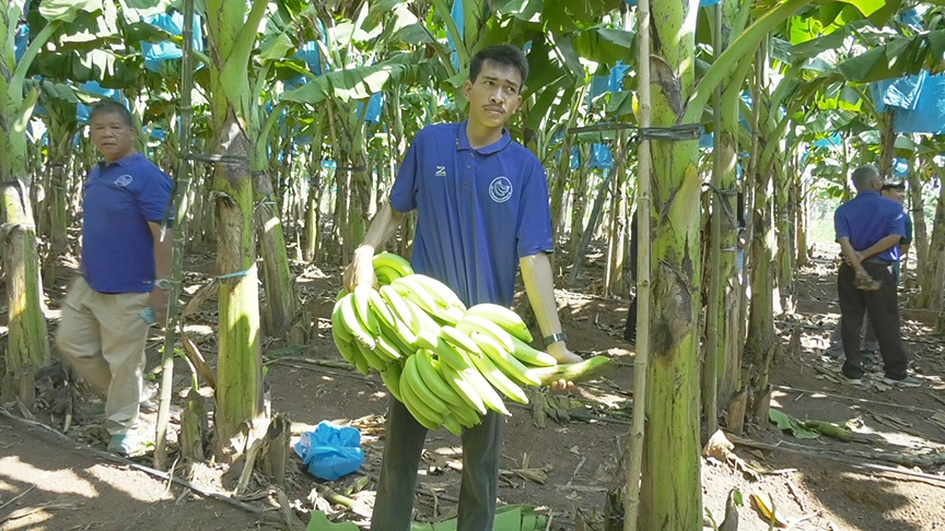 Экспортеры бананов. Экспортеры бананов в мире. Экспорт бананов в Россию. Откуда экспортируют бананы.