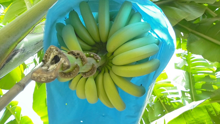 Экспортеры бананов. Экспорт бананов в Россию 23 году.