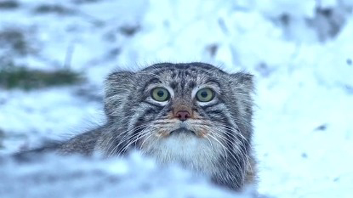    Фото: Telegram / Московский зоопарк