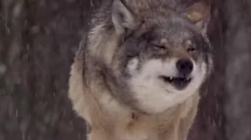 Film Studio Aves | Волк скучает и ждет новых подписчиков 🐾 | Дзен