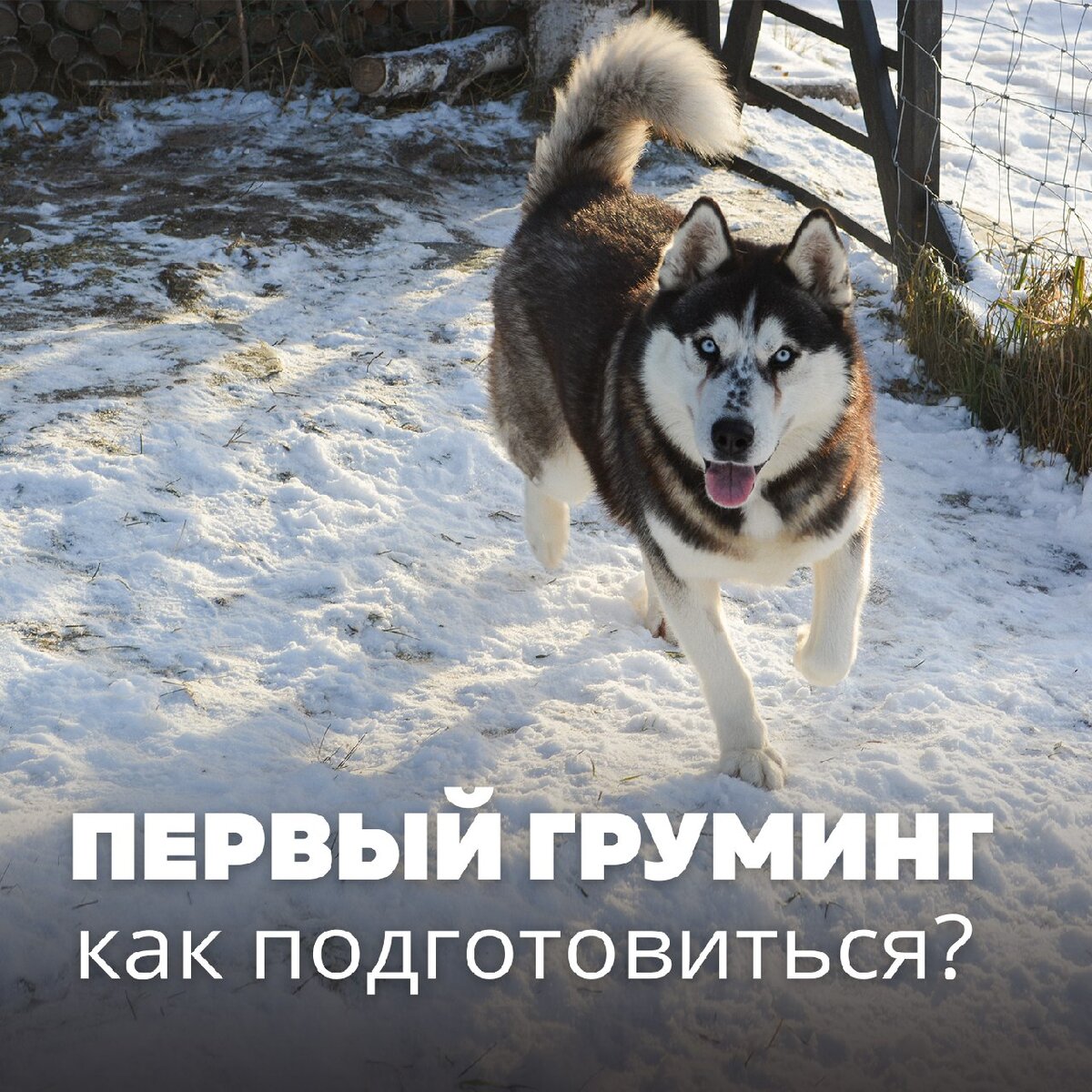 Миски для еды и воды