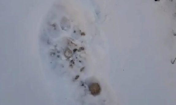    Фото: телеграм-канал «Приморье Онлайн»