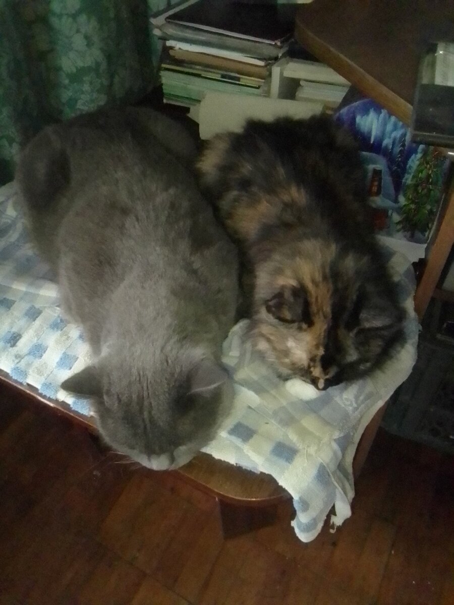 Фото автора. Слева направо - Кузьма Британыч и Конопуша Ивановна.