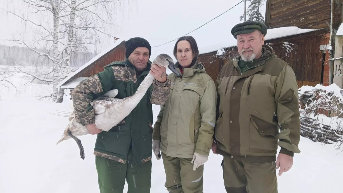     Птенца лебедя с ангельскими крыльями спасли в Якшур-Бодьинском районе Удмуртии. Теперь птица будет жить в зоопарке Ижевска.