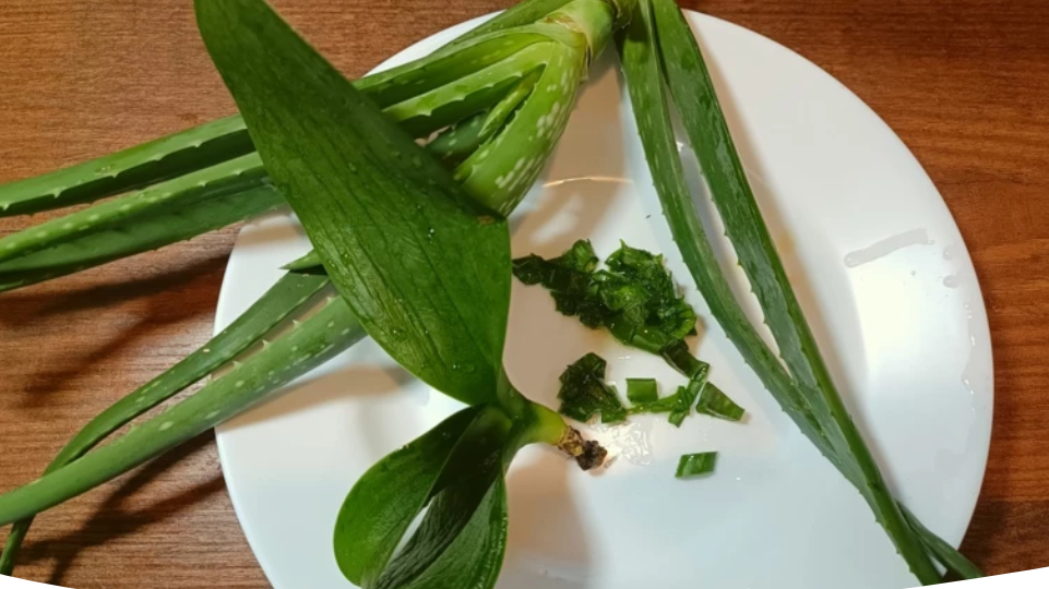 Польза сока алоэ: как использовать для подкормки, полива, укоренения